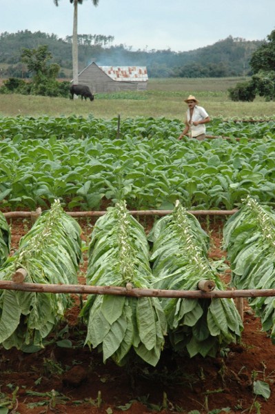 A tobacco plantation. Photo by Monkey Cat.