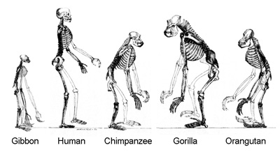 The hominoids are descendants of a common ancestor